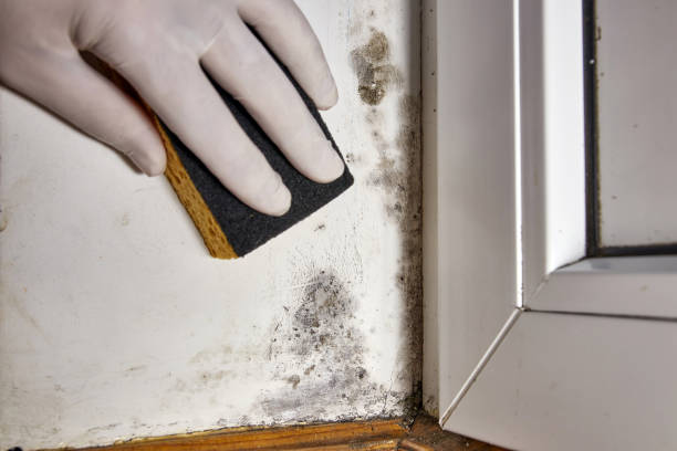 Best Air Quality Testing for Mold Spores  in Mathews, VA